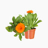 Maceta Caléndula 10,5 Cm - Plantabo
