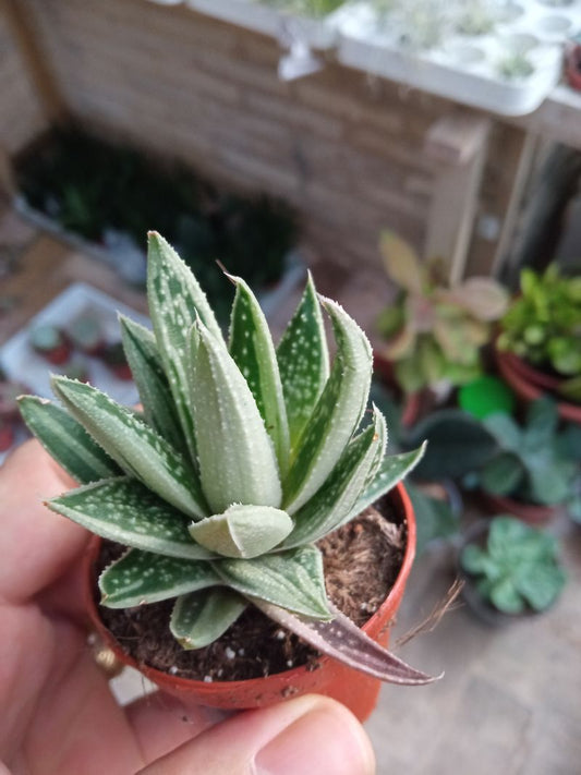 Aloe Variegata Spirit Planta Suculenta Ø5_0