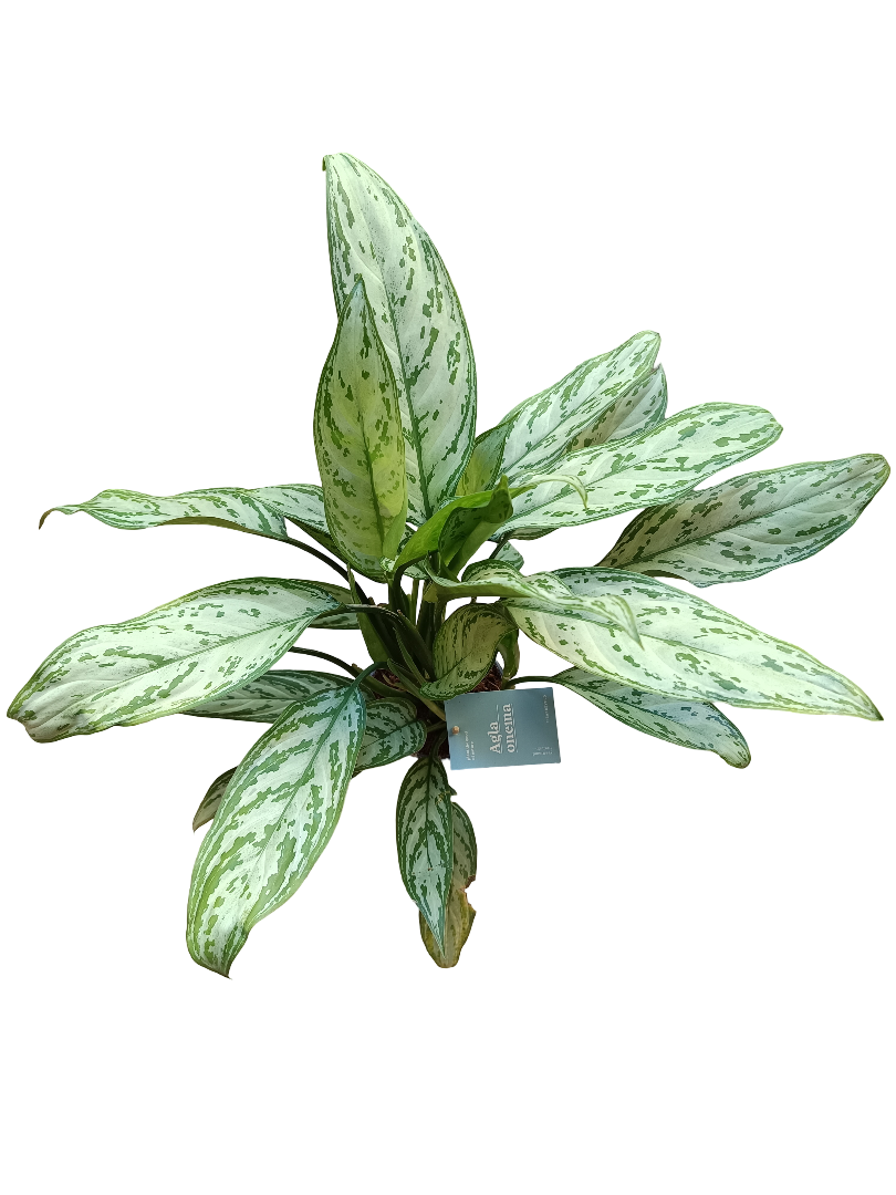 Aglaonema Silver Queen Planta De Interior Ø14 Altura 50 Cm_0