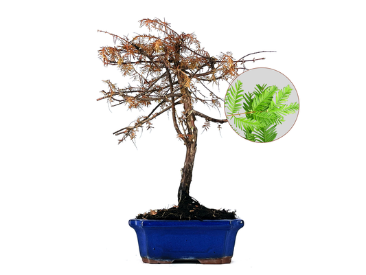 Bonsái Metasequoia 9 Años_0
