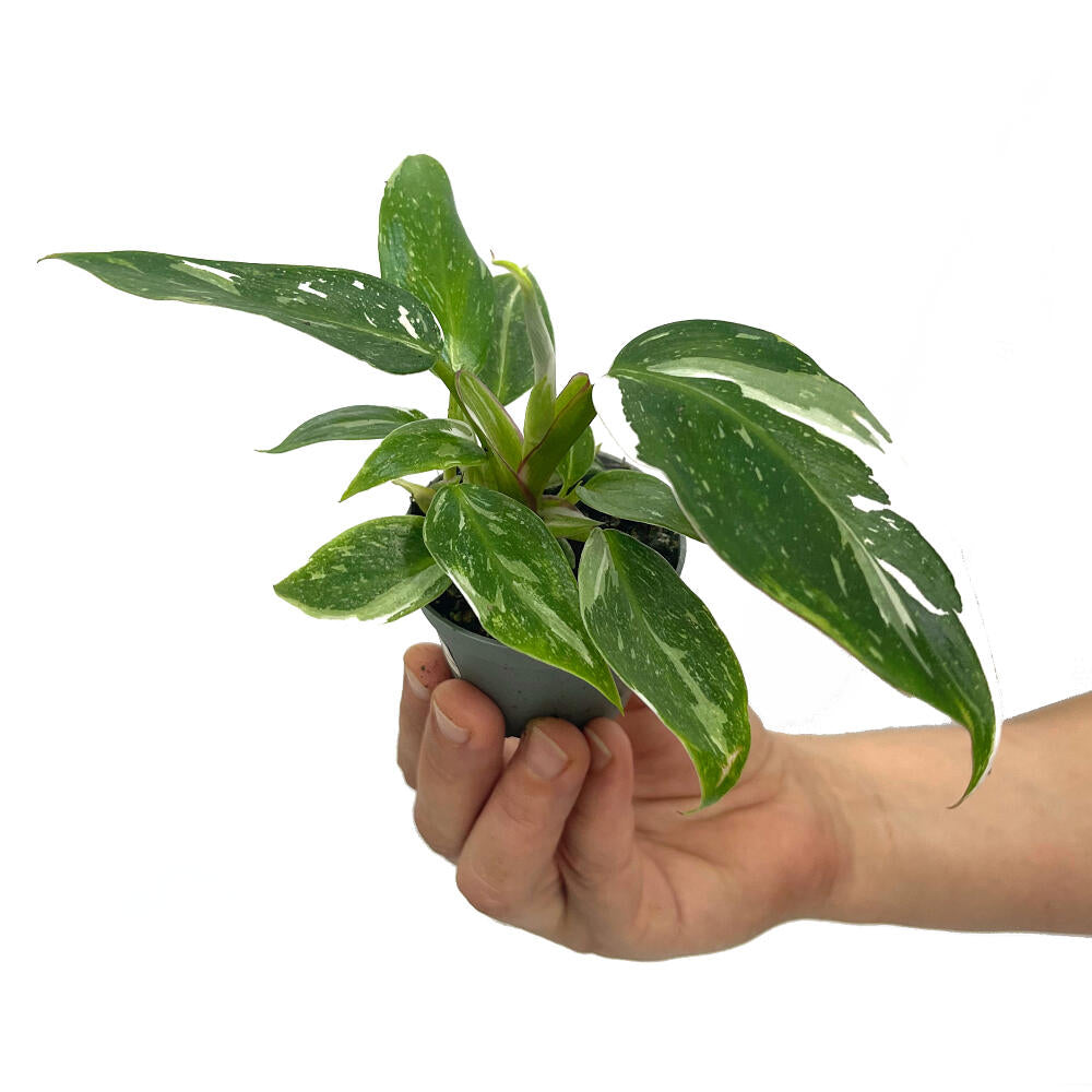 Philodendron White Princess M6 10cm_0