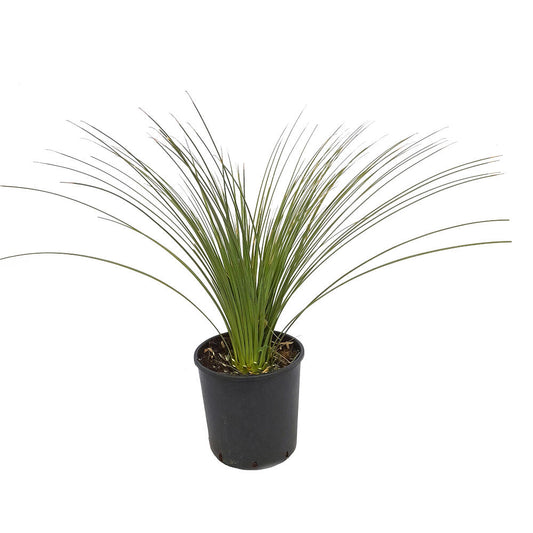 Dasylirium Longissimun M20 80cm (junquillo)_0