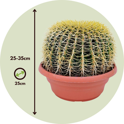 Cactus Barril Dorado - Echinocactus Grusonii - Altura 25-35cm - ⌀25cm