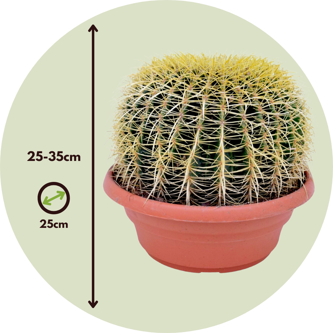 Cactus Barril Dorado - Echinocactus Grusonii - Altura 25-35cm - ⌀25cm_2
