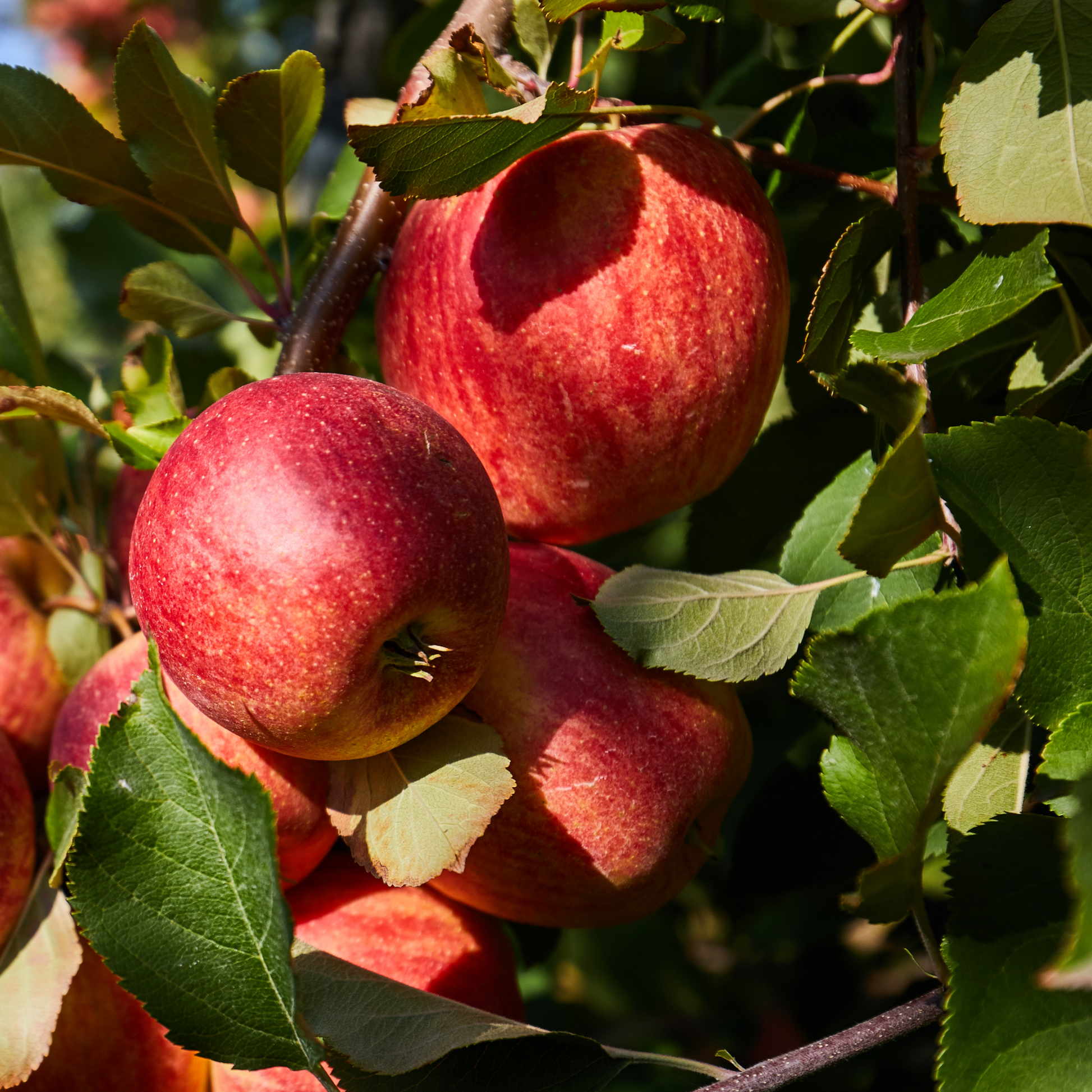 Mezcla De Árboles Frutales - 16 Pzs - Malus Pryus Prunus - A60-70cm - ⌀9cm