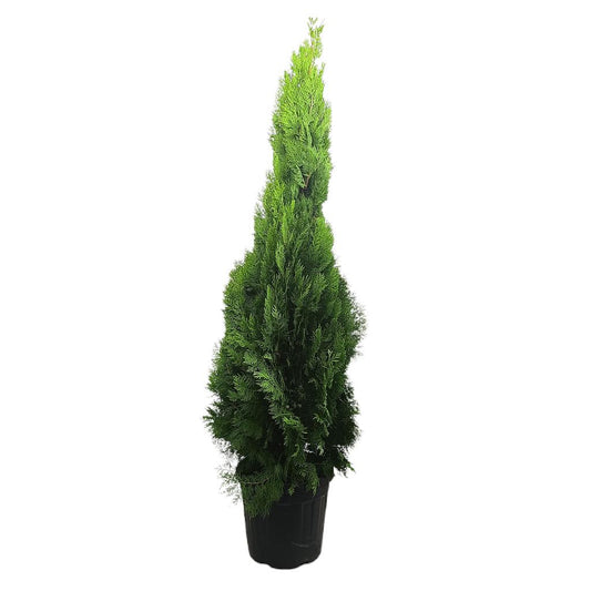 Thuja Pyramidalis Aurea M35 180-200