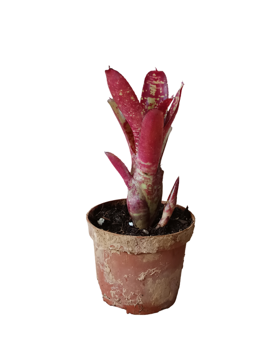 Neoregelia Punini Planta Bromelia Para Terrarios E Inteior_0