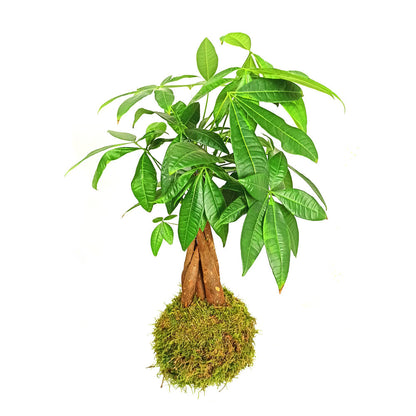 Kokedama Colgante De Pachira 40cm