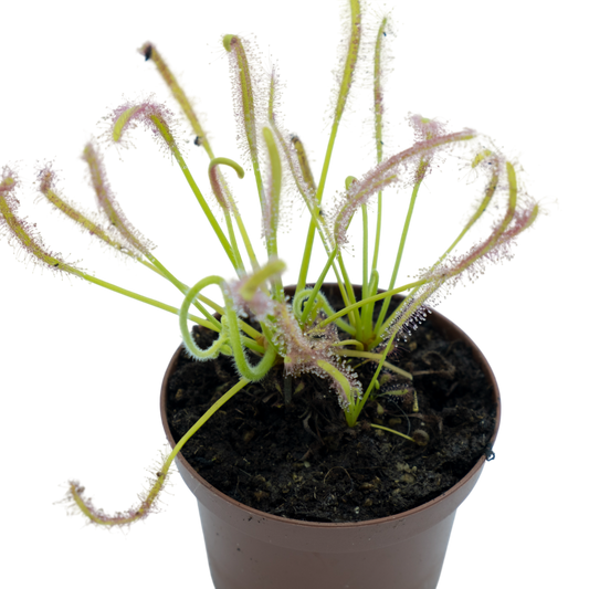 Drosera Capensis alba M9_0