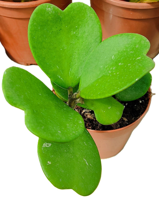 Hoya Kerrii [enredadera] (planta Corazón Enredadera); Planta Con Hojas Acorazonadas; Curiosarium; Diámetro Maceta 12 Cm_0