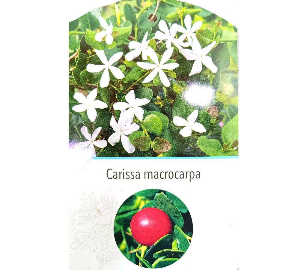 Carissa Macrocarpa M22 30cm_1
