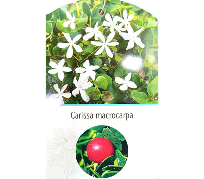 Carissa Macrocarpa M22 30cm