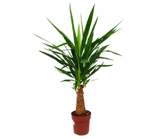 Yucca Elephantipes M19 80cm (pie De Elefante)_0