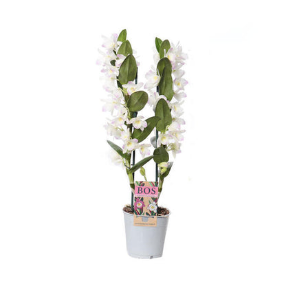 Orquídea Dendrobium Nobile 2t M12 55cm_0