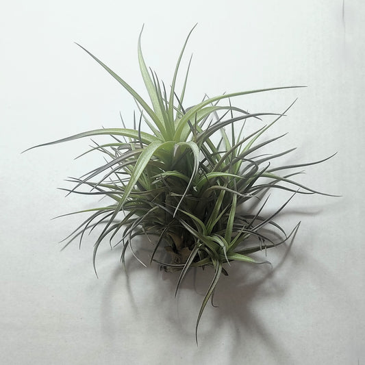 Tillandsia Aeranthos 'mini' clump (mata); Planta Del Aire; Curiosarium; Altura 12 Cm_0