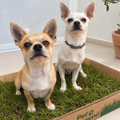 Petground, Cama Para Perros, Empapador, Alfombra Olfativa, Césped Natural, Standard_4