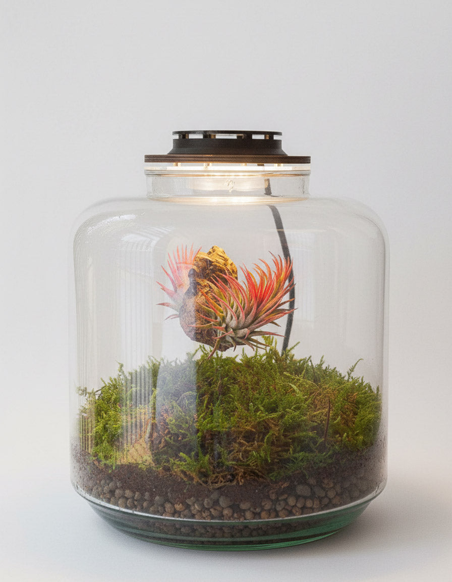 Terrario Con Tillandias | Jardín Eterno Lumi 19 x 20 cm_0