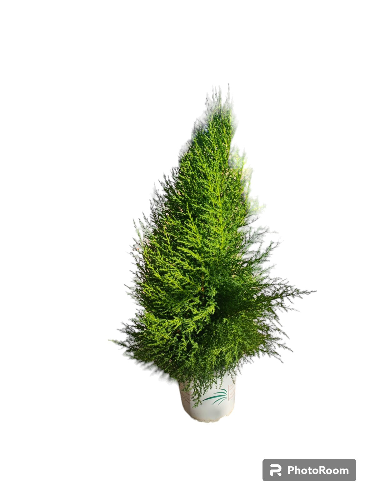 Ciprés Gold  Maceta_0