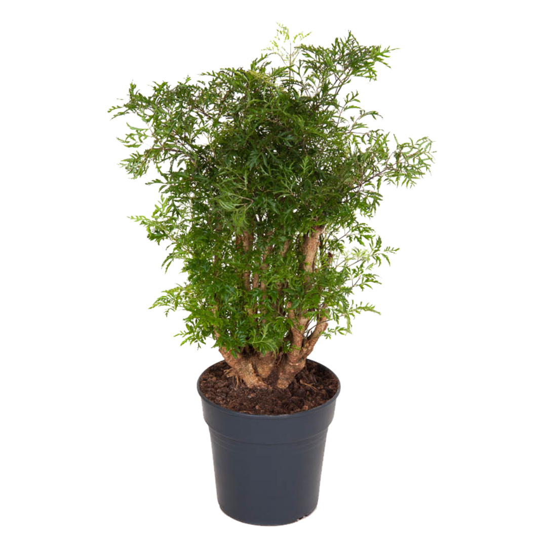 Aràlia - Polyscias Fruticosa - Altura 70-80cm - ⌀21cm_0