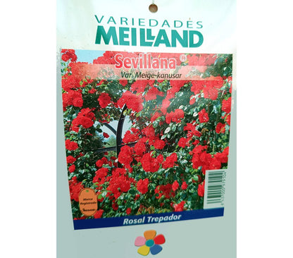 Rosal Trepador Perfumado Meilland La Sevillana M20_0