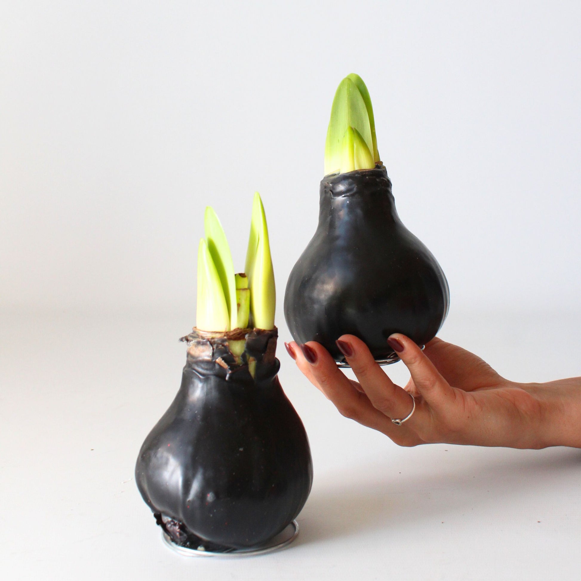 Amarilis - Hippeastrum 'wax Black' - Bulbo De Flor - Rojo