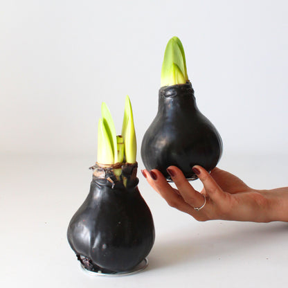 Amarilis - Hippeastrum 'wax Black' - Bulbo De Flor - Rojo