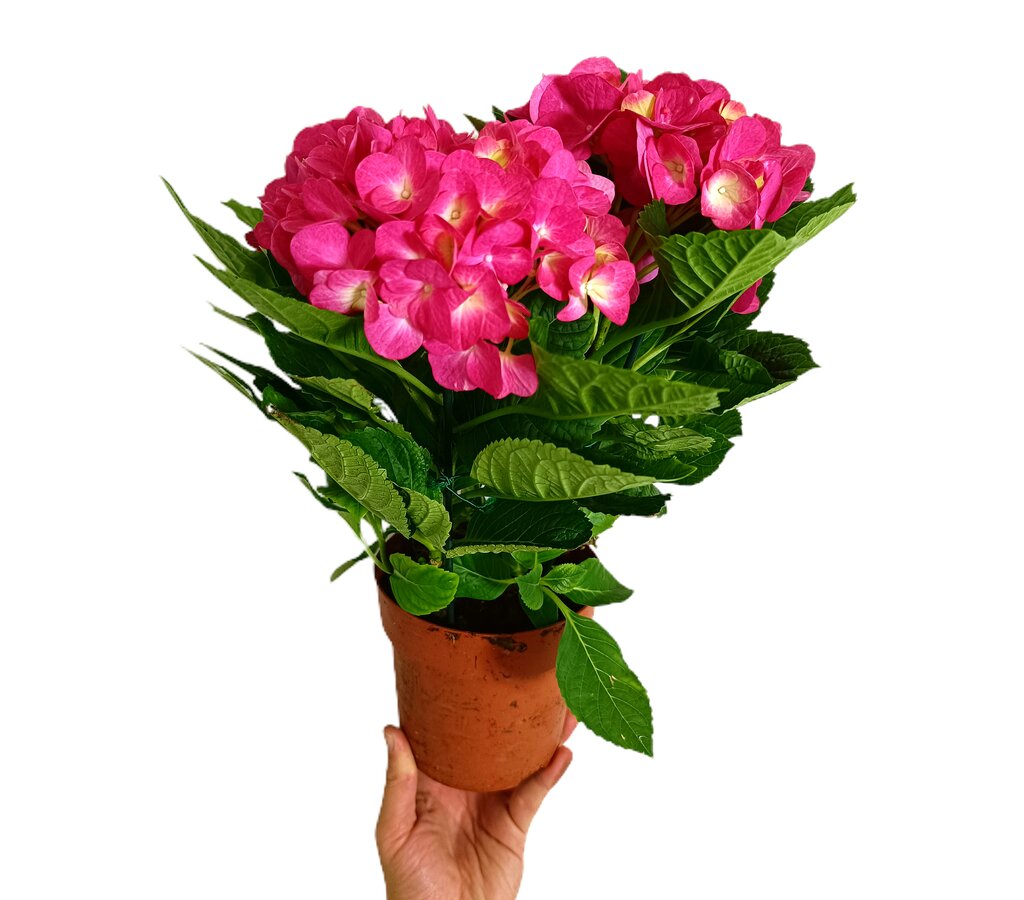 Hortensia Rosa M14 40-50cm_0