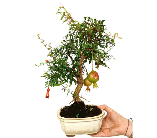 Bonsái Granado Púnica 8 Años