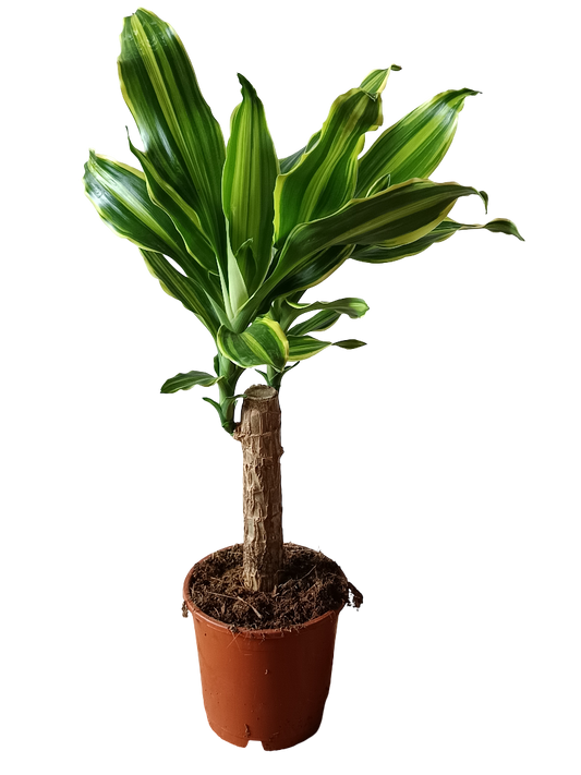 Dracaena Golden Queen Palo De Brasil Planta De Interior Ø11_0