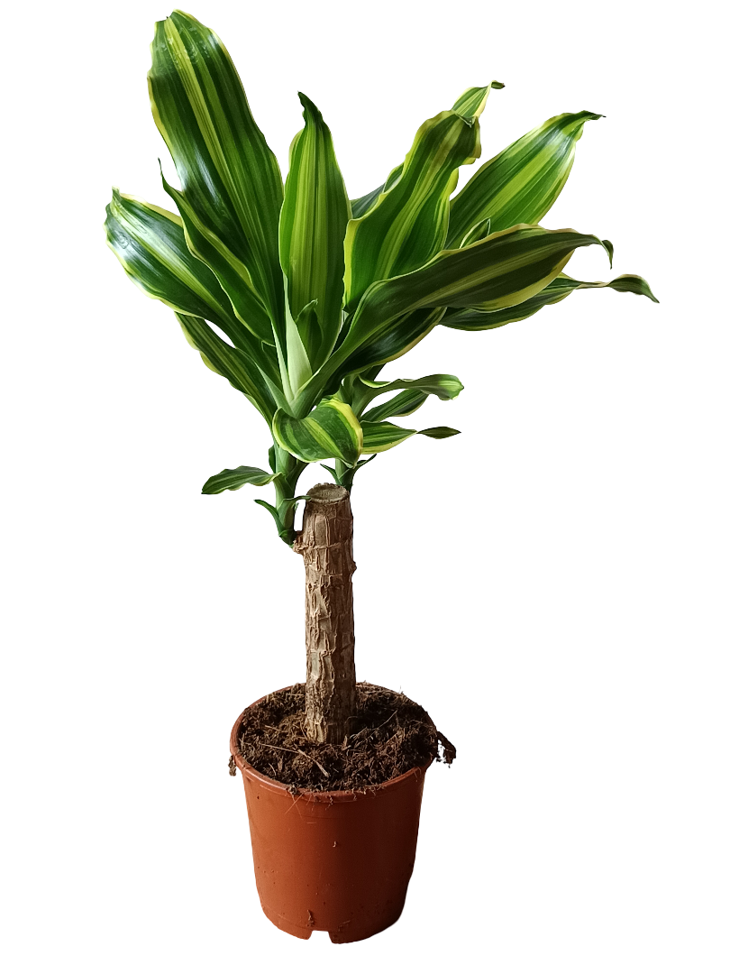 Dracaena Golden Queen Palo De Brasil Planta De Interior Ø11_0