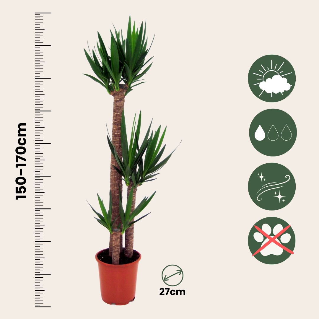 Yuca Pie De Elefante - Yucca Elephantipes - Altura 150-170cm - ⌀27cm_2