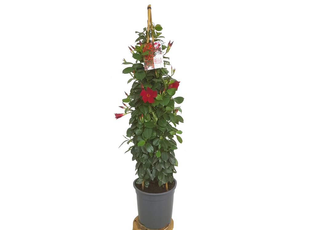 Dipladenia Piramide M22 110cm_0