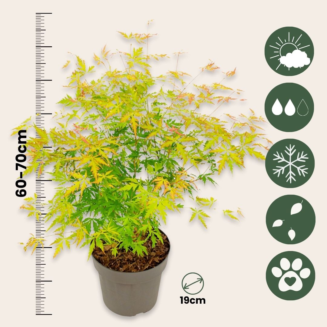 Arce Japonés - Acer Palmatum 'orange Lace' - Altura 60-70cm - ⌀19cm_2