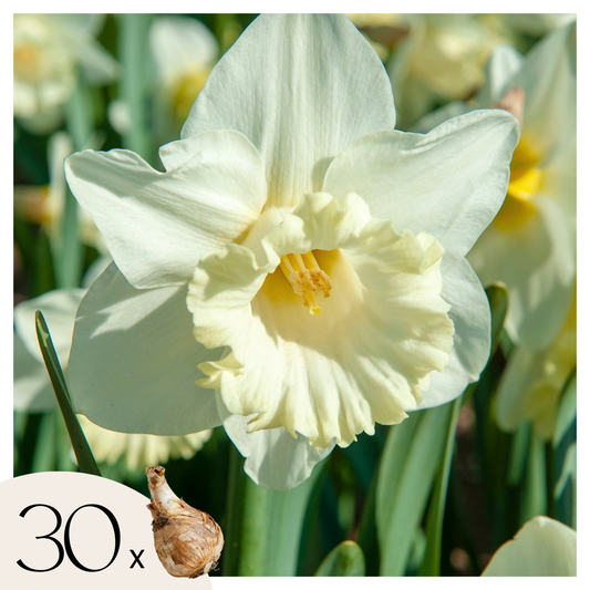 Bulbos De Narcisos - 30 Pzs - Narcissus 'mount Hood' - Bulbos De Flores_0