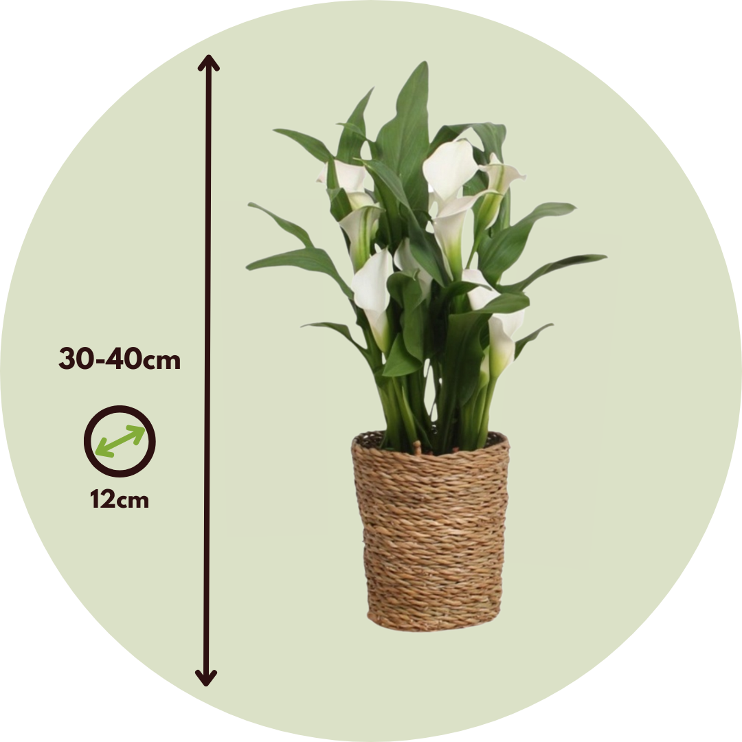 Cala 'ruby' - Blanca - Altura 30-40cm - ⌀12cm_2