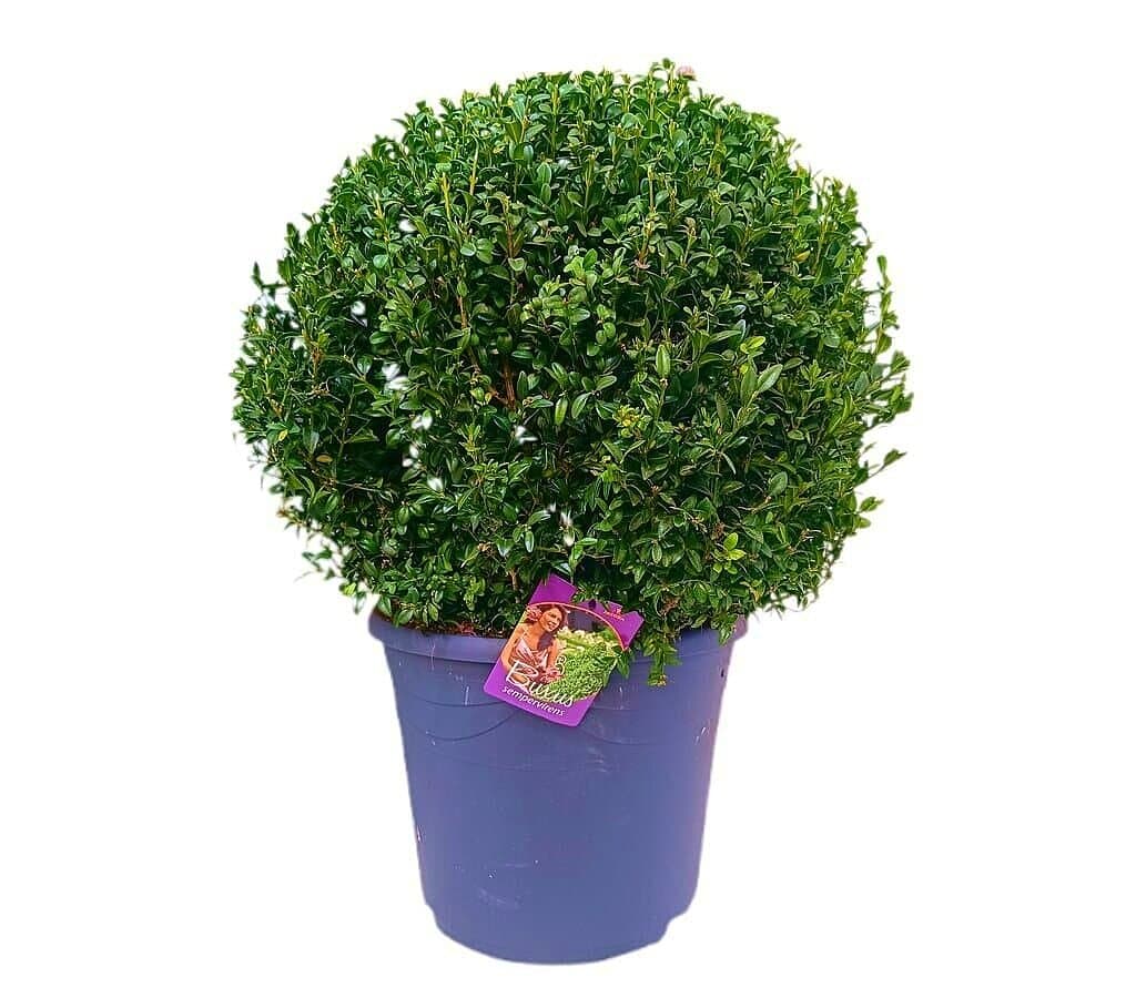 Buxus Sempervirens M35 70cm_0