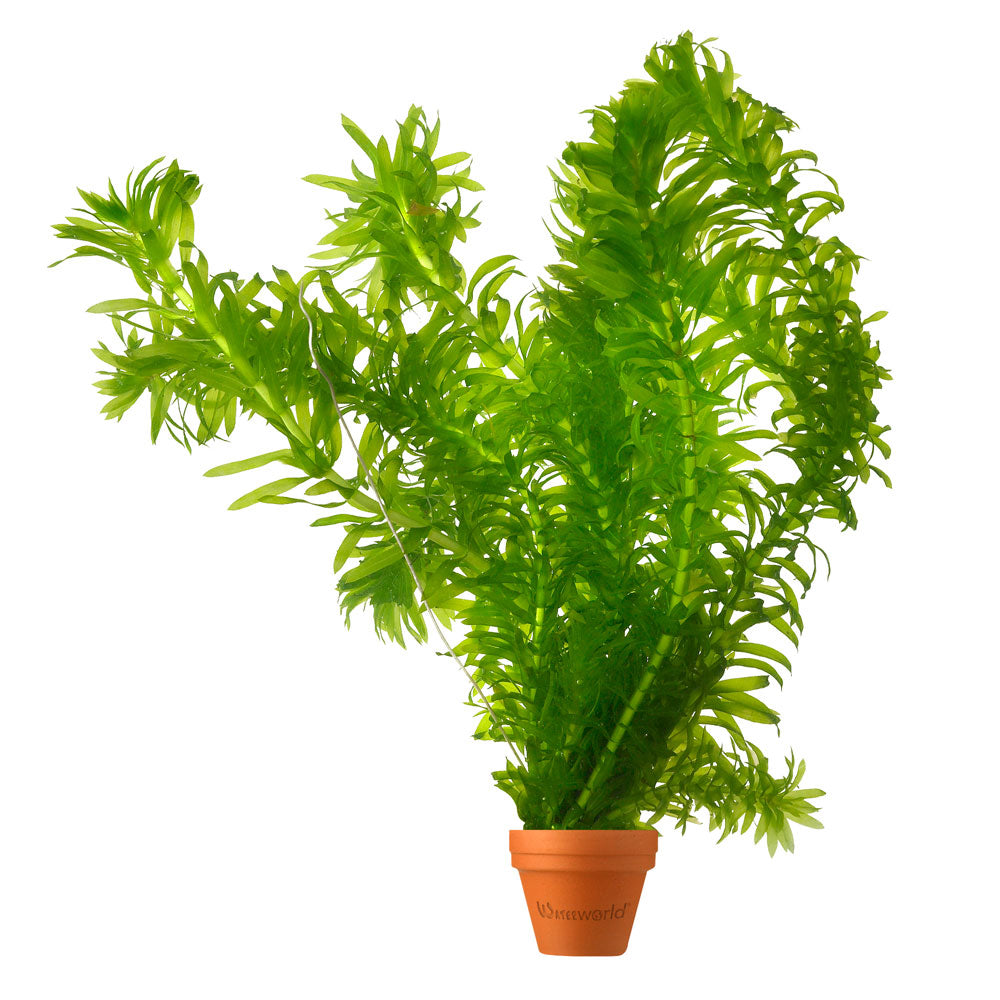 Elodea - Elodea Densa - 5 Unidades - Planta Oxigenante - Estanque_0