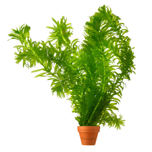 Elodea - Elodea Densa - 5 Unidades - Planta Oxigenante - Estanque_0