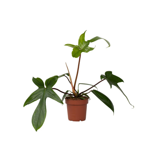 Filodendro - Philodendron 'florida Green' - Altura 20-30cm - ⌀12cm_0
