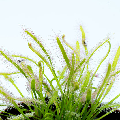 Drosera Capensis alba M9_1