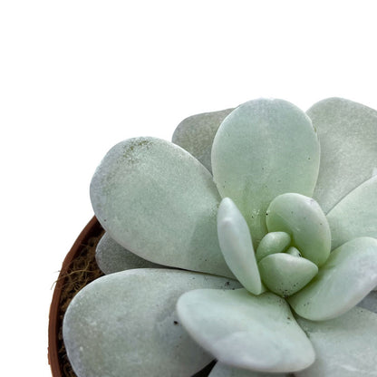 Echeveria Laui Cactus Y Suculentas M8,5 Ø