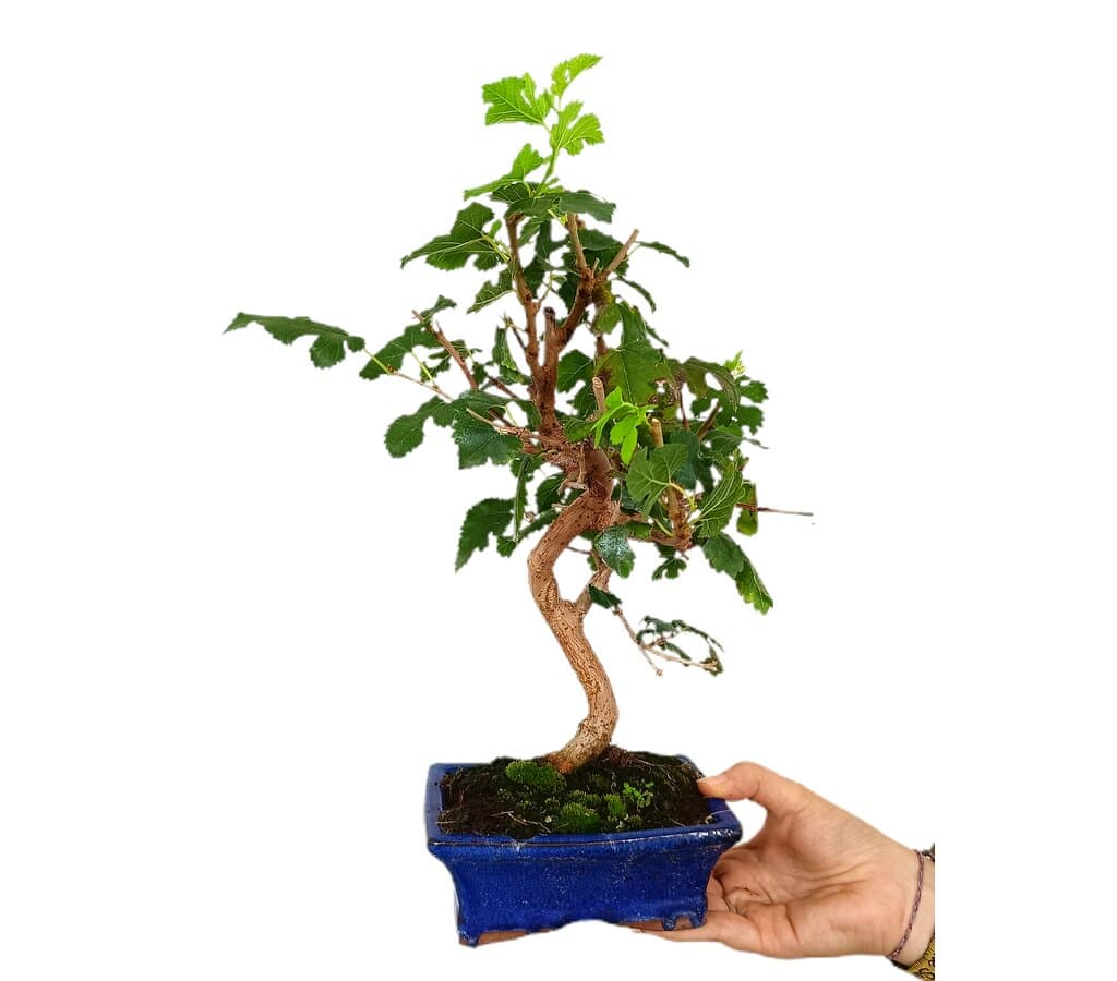Bonsái Morus 7 Años (morera)
