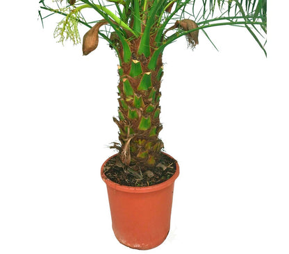 Phoenix Roebelenii M25 110cm