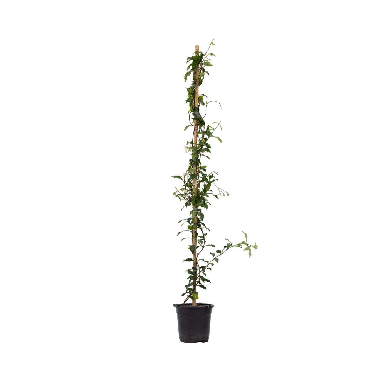 Jazmín Estrellado - Trachelospermum Jasminoides - Altura 110-120cm - ⌀17cm_0