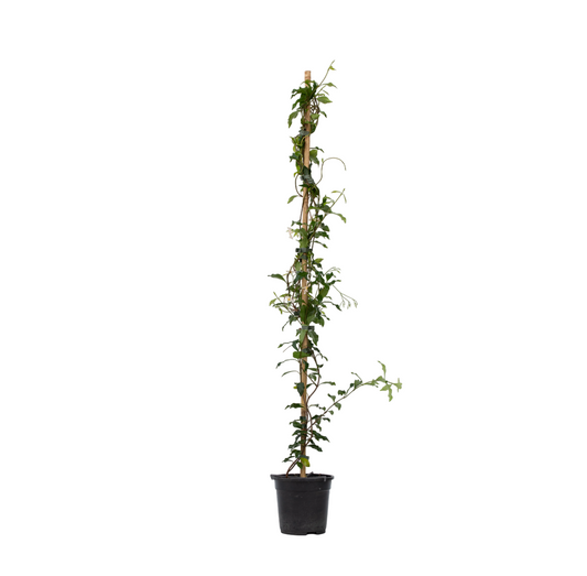 Jazmín Estrellado - Trachelospermum Jasminoides - Altura 110-120cm - ⌀17cm_0