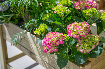 Mesa De Cultivo De Madera 79x56x80cm 95l El Sotillo Autoclave-madelea_4