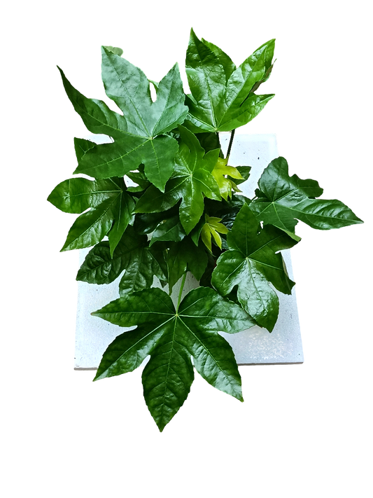 Aralia Japonica Planta De Interior Jovenes 30 Cm_0