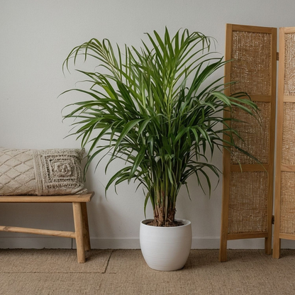 Mezcla Casera - 3 Pzs - Ctenanthe Philodendron Syngonium - A25-40cm - ⌀12cm