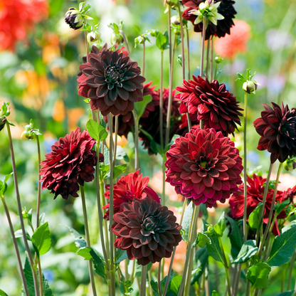 Tubérculos De Dalia - 3 Pzs - Dahlia 'arabian Night' - Rojo_1
