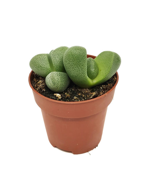 Pleiospilos Nelii Cactus Y Suculentas M8,5 Cm Ø_0